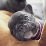 子犬ちゃんをこれからお迎えする方へ！月齢別注意点でスムーズなスタートを