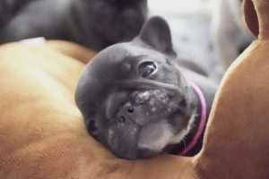 子犬ちゃんをこれからお迎えする方へ！月齢別注意点でスムーズなスタートを