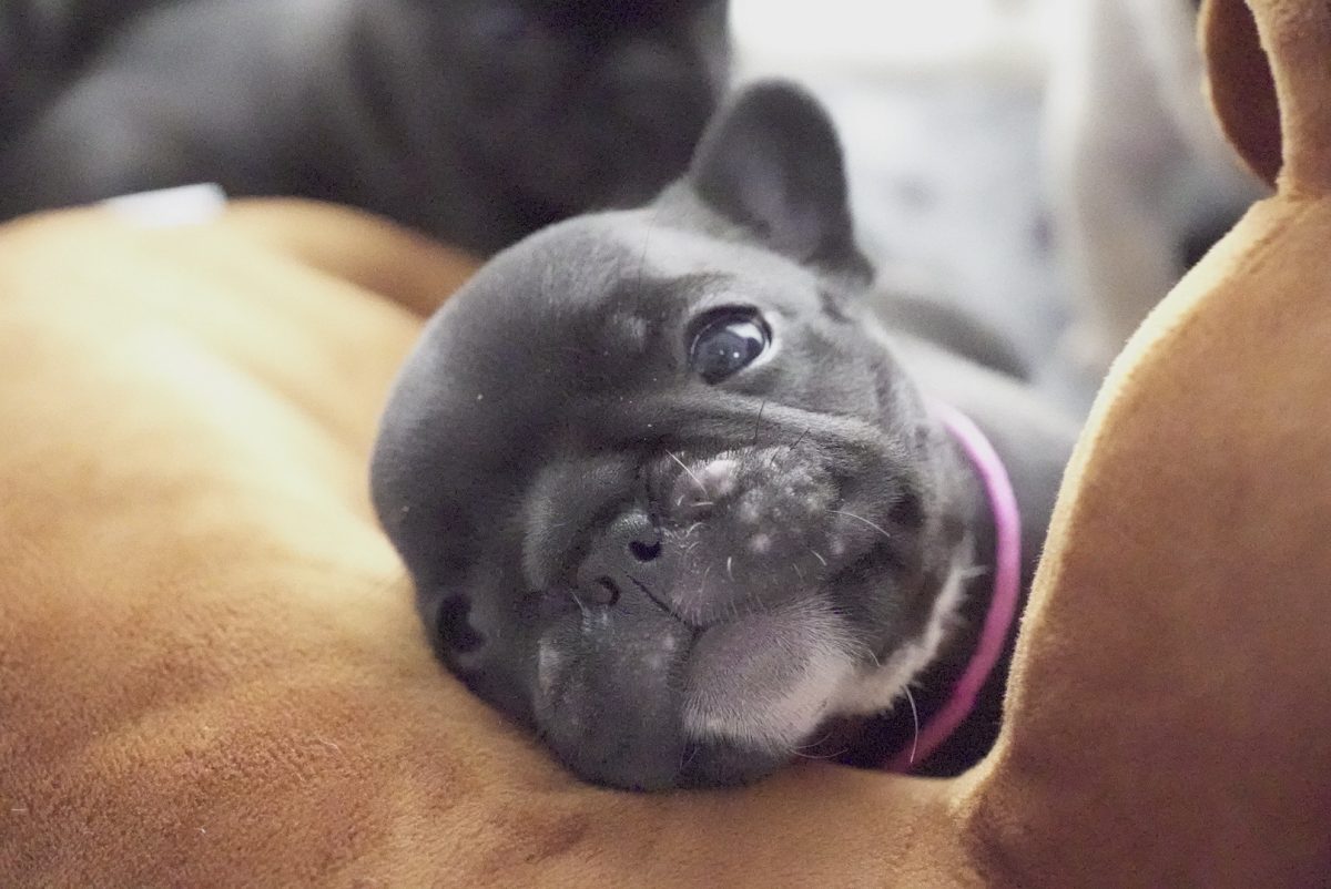 子犬ちゃんをこれからお迎えする方へ！月齢別注意点でスムーズなスタートを