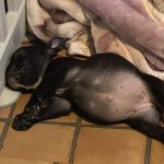 子犬がご飯を食べない？その原因と対処法