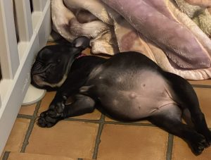 子犬がご飯を食べない？その原因と対処法