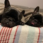 これからワンコをお迎えする方必見！！ワンコお迎え時に必ず必要になるもの！