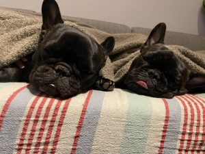 これからワンコをお迎えする方必見！！ワンコお迎え時に必ず必要になるもの！