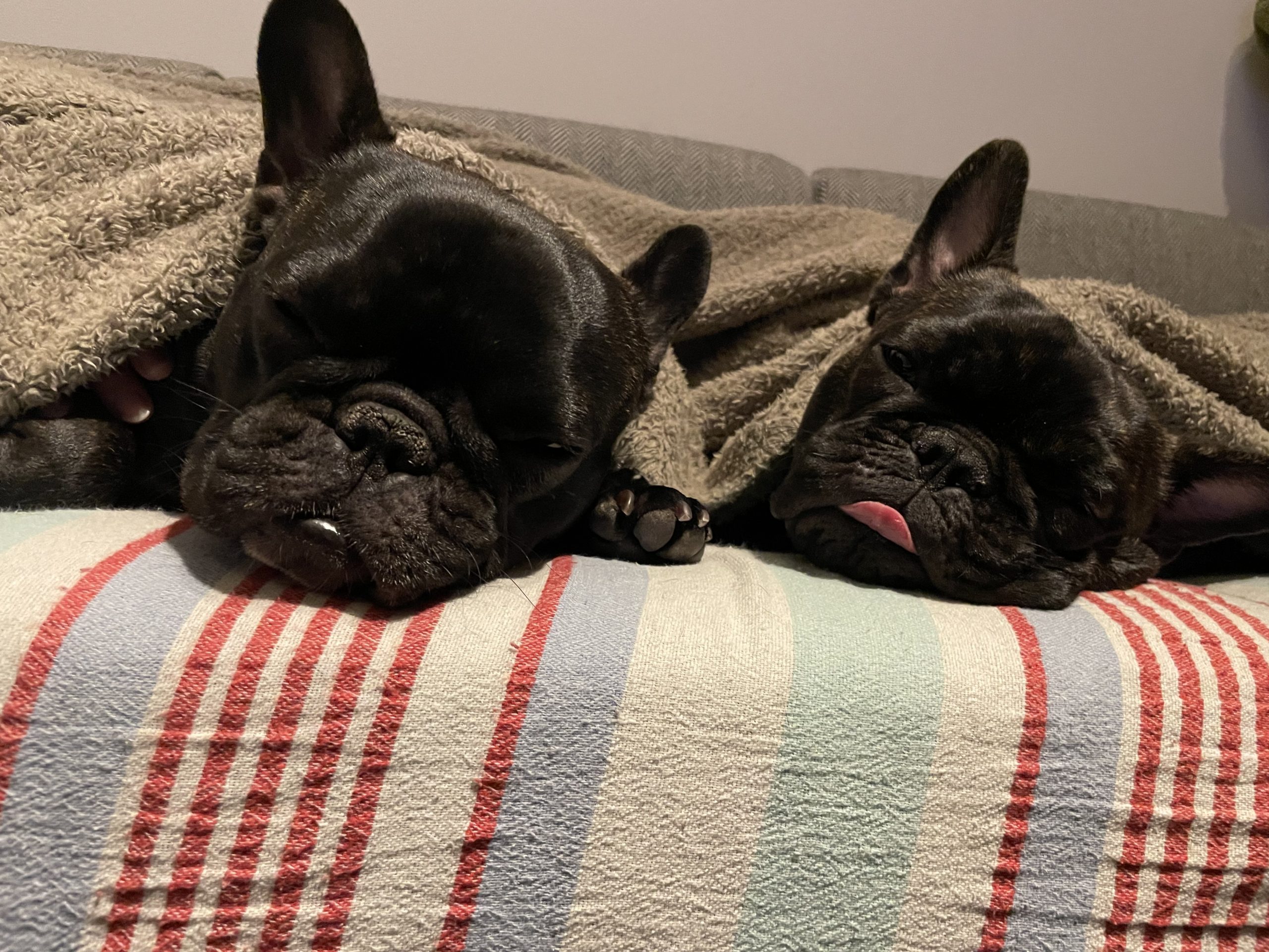 これからワンコをお迎えする方必見！！ワンコお迎え時に必ず必要になるもの！